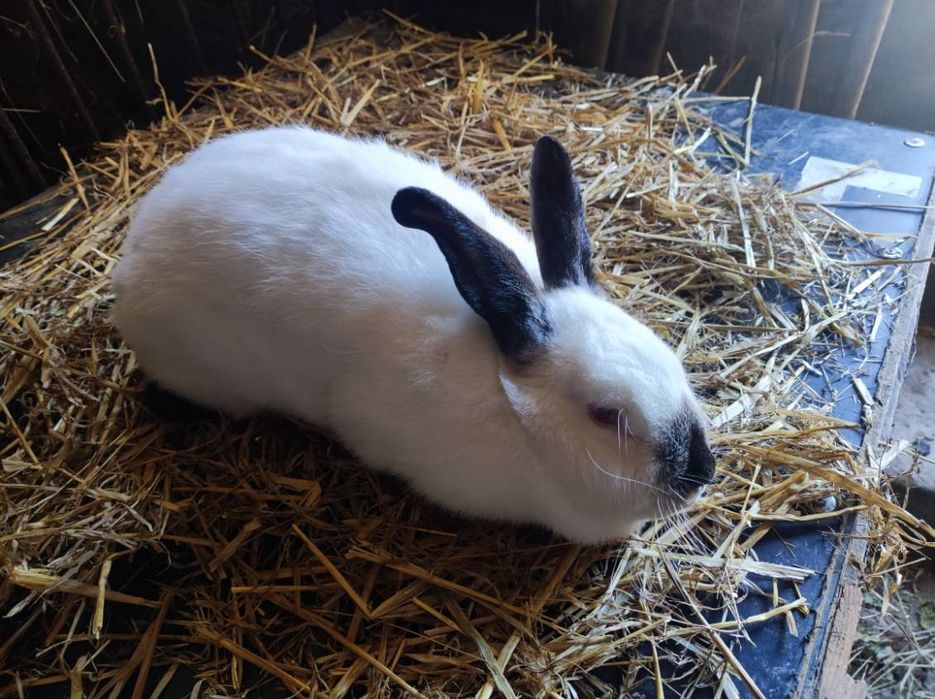 Samica kalifornijska