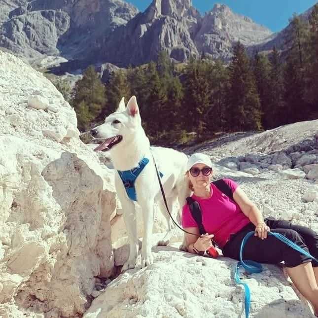 шикарне цуценя Біла Швейцарська Німецька вівчарка БШО БШВ КСУ
