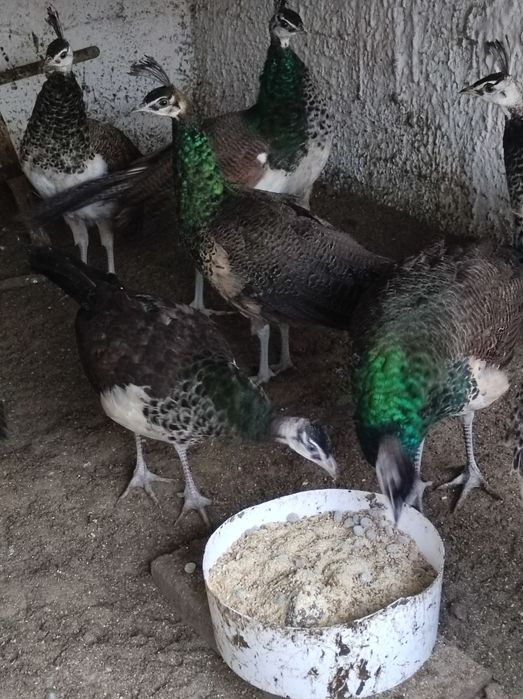 Sprzedam pawie niebieski