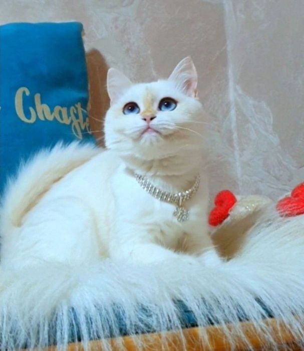 Золота шиншила пойнт ny1233