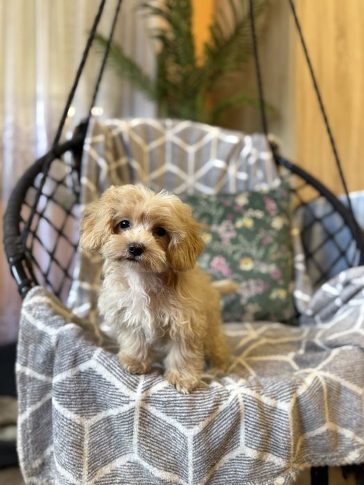 Maltipoo sunia F1 apricot biszkoptowa maltańczyk pudel dziewczynka