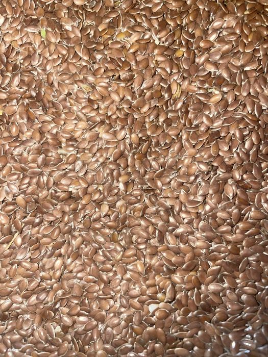 Посівмат льону 1 репродукція Північна Зірка