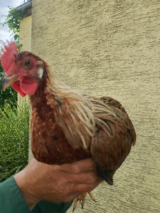 Kury ozdobne kurki i koguty