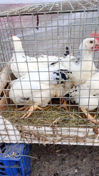 Продам молодняк курей.Вік 3 місяці.