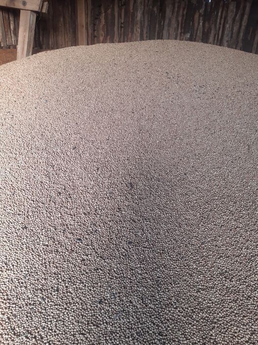 Bobik Nadwiślański