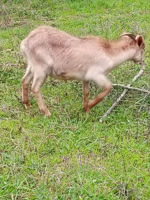 Chibo novo com nove meses