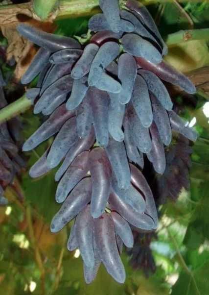 виноград кіш-міш Хеллоуін , Аватар  в контейнері