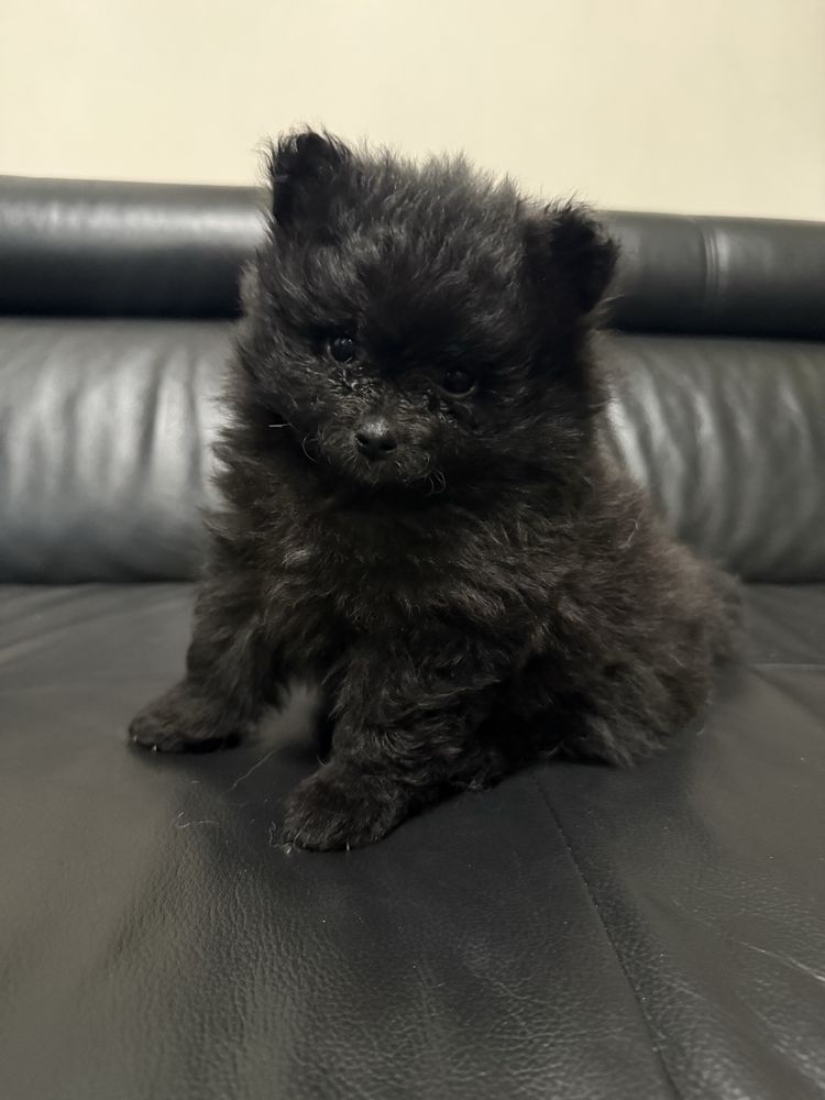 Szpic miniaturowy pomeranian suczka, samiec