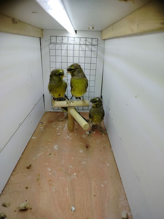 Samiczki kanarków 2025r.