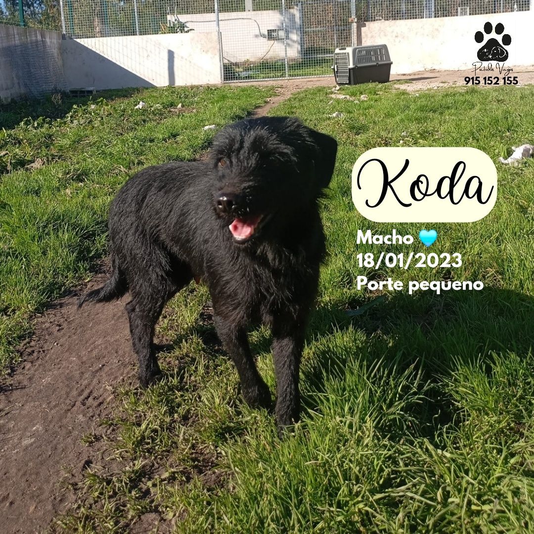Cão porte pequeno adoção [Koda]