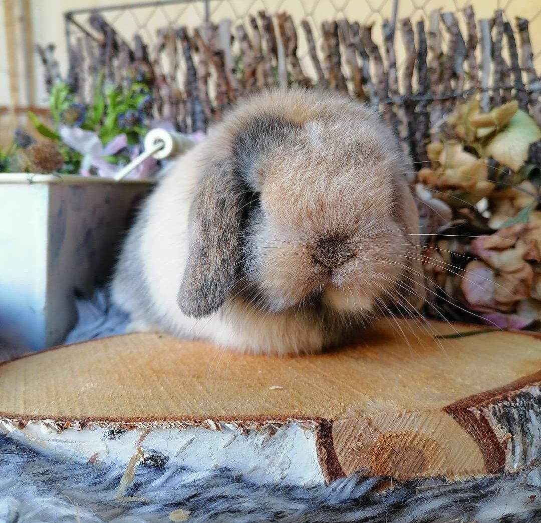 KIT Coelhos anões orelhudos, mini lop super inteligentes e dóceis