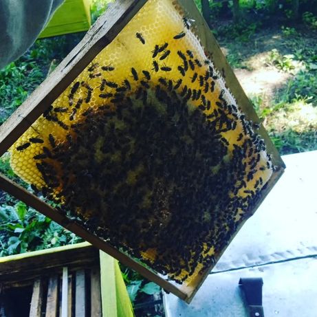 Продам бджолопакети!!!