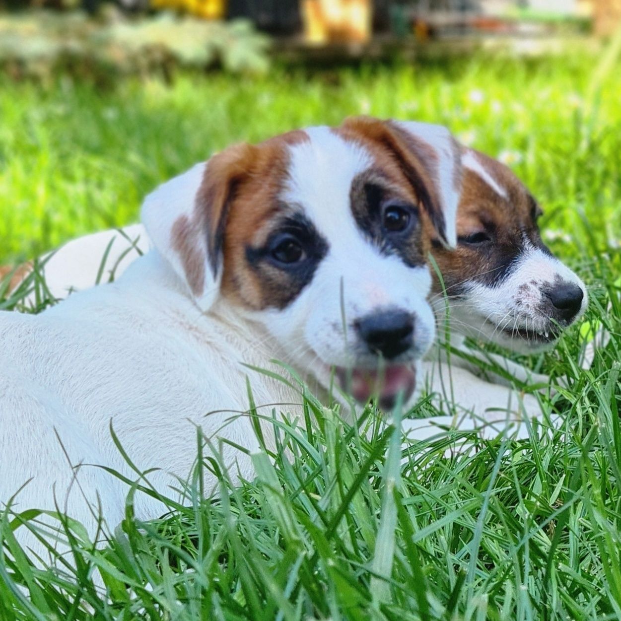 Jack Russell Terier piękna suczka gładkowłosa.