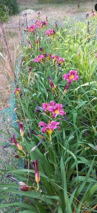 лілейник середній