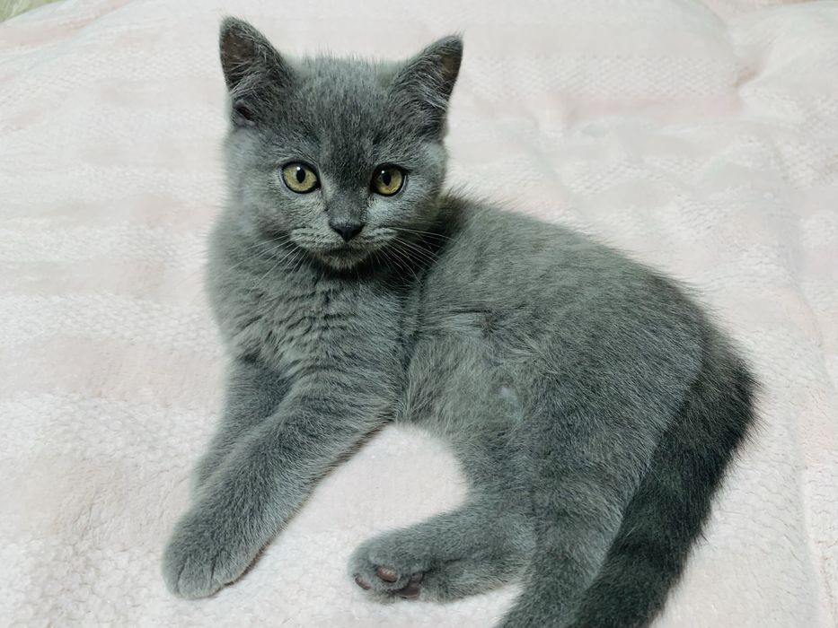 шотландське кошеня , хлопчик