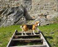 Pies Beagle ZKWP Reproduktor