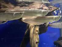 TABU Arowana srebrna baby do 10cmWarszawa