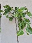 Morwa czarna pendula