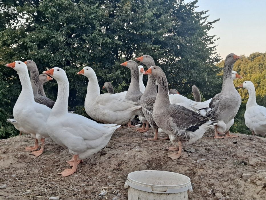Gęsi landes kołudzkie tuszki
