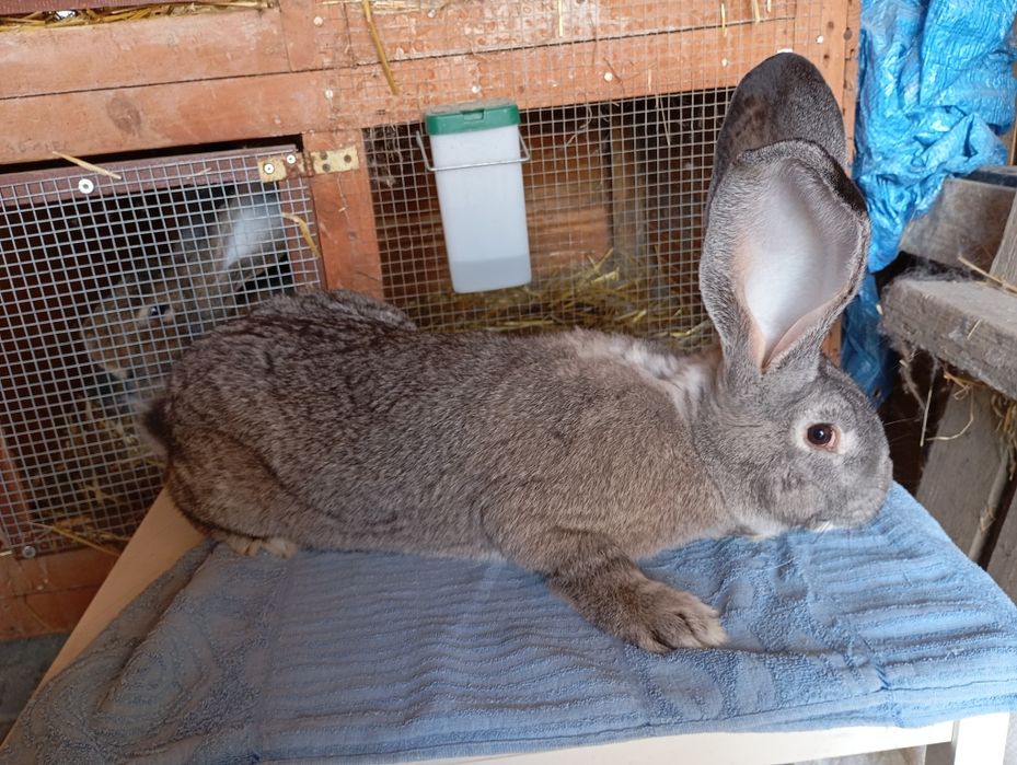 Belgijski Olbrzym Szynszylowy