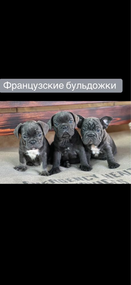 Французские бульдожки! Выбор!