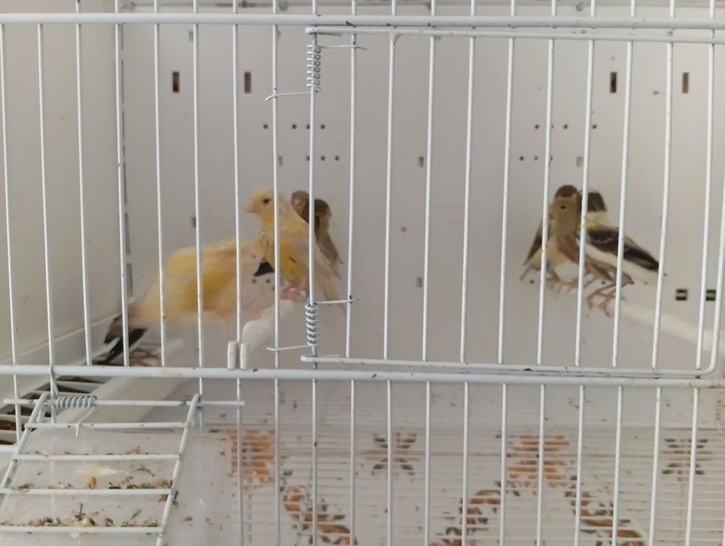 Canários  bonitos