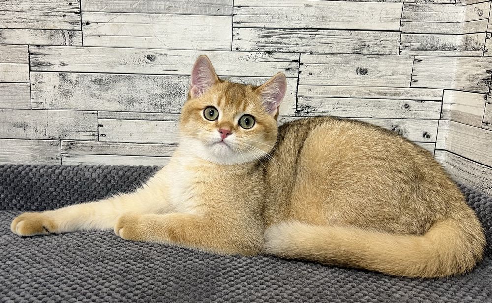 Шотландський котик