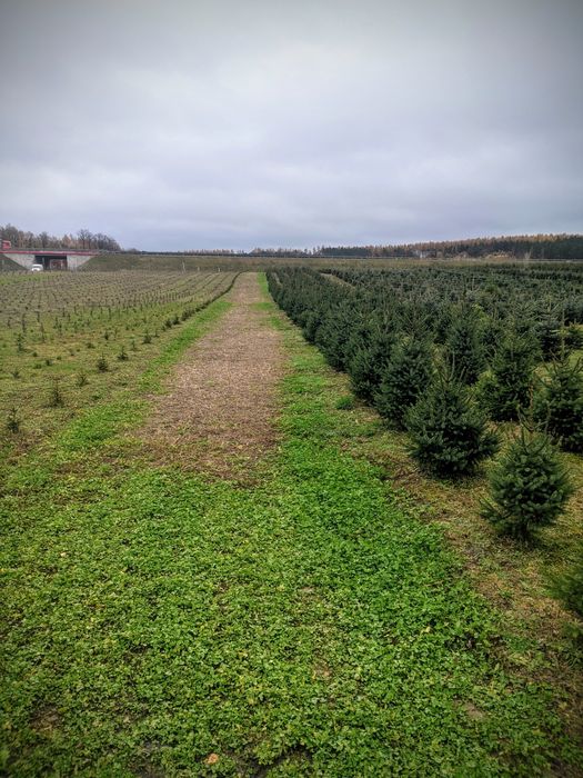 Detal Okolice Bydgoszczy Plantacja choinki Jodła kaukaska Świerk