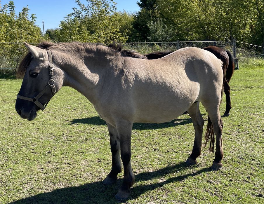 Klacz konik polski w parze z ogierkiem