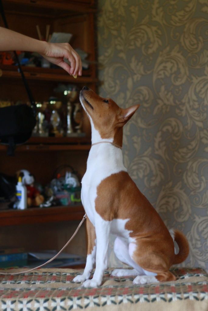 Неперевершена красуня, басенджи Basenji,  Класна дівчинка! КСУ