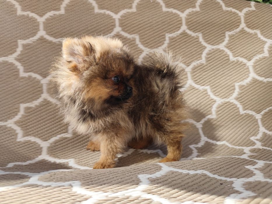 Szpic miniaturowy pomeranian suczka FCI ZKwP