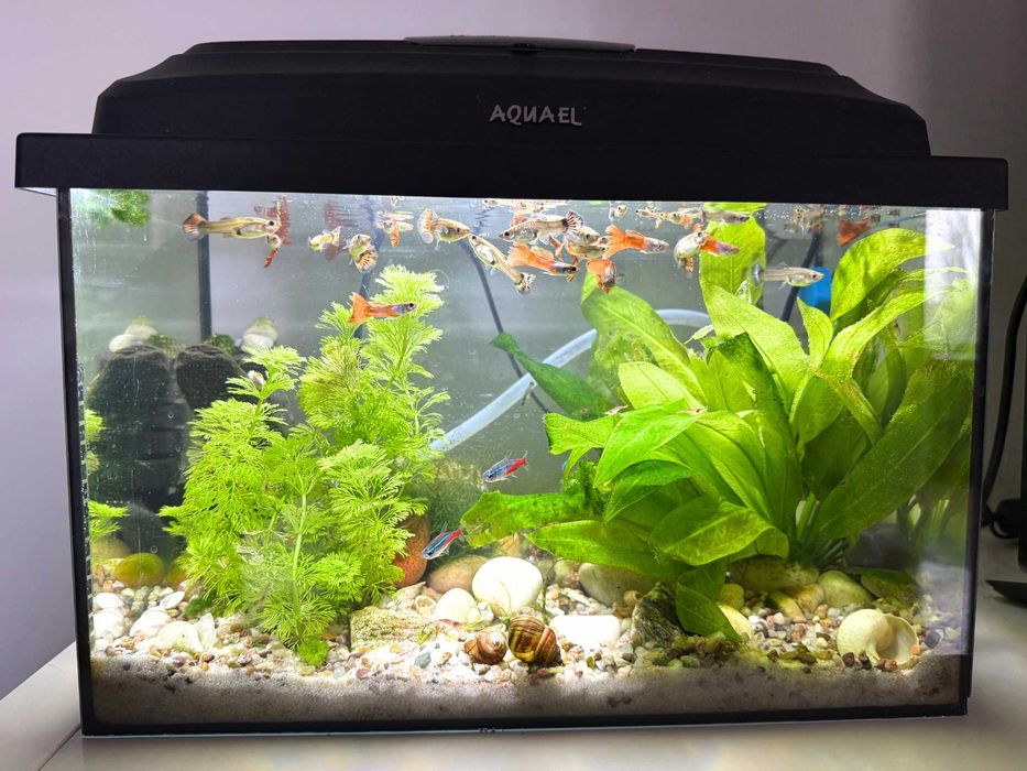 Akwarium pełne życia - komplet (rybki, rośliny, wyposażenie + gratisy)