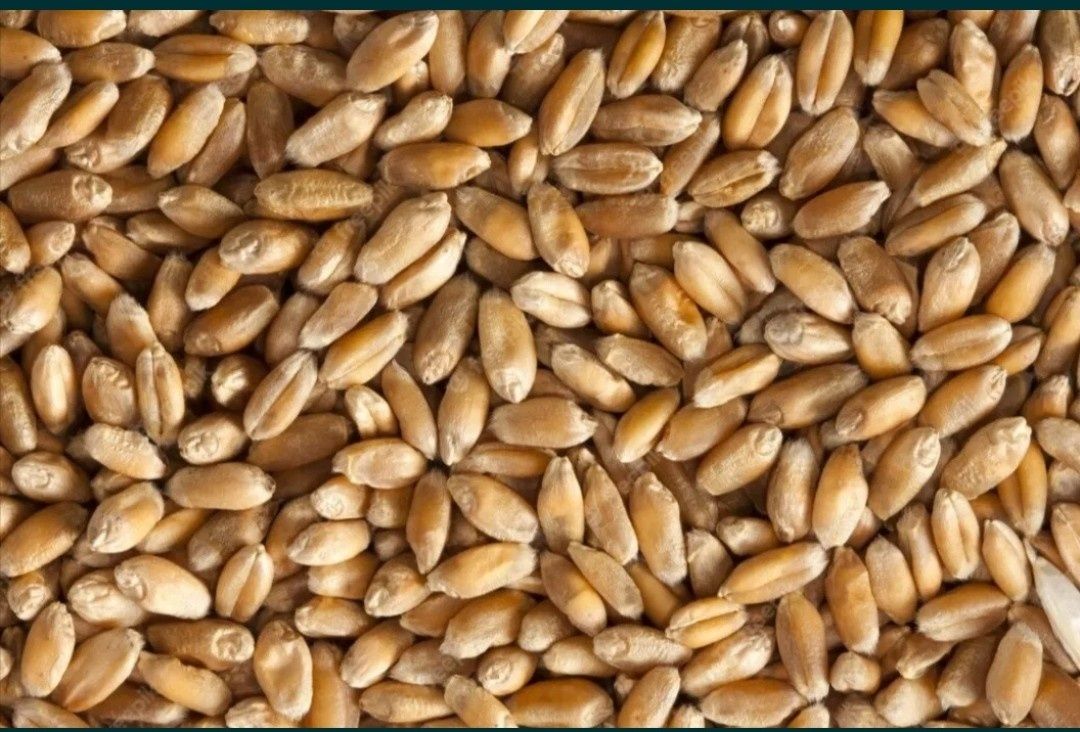Продам пшеницю 4.50 грн