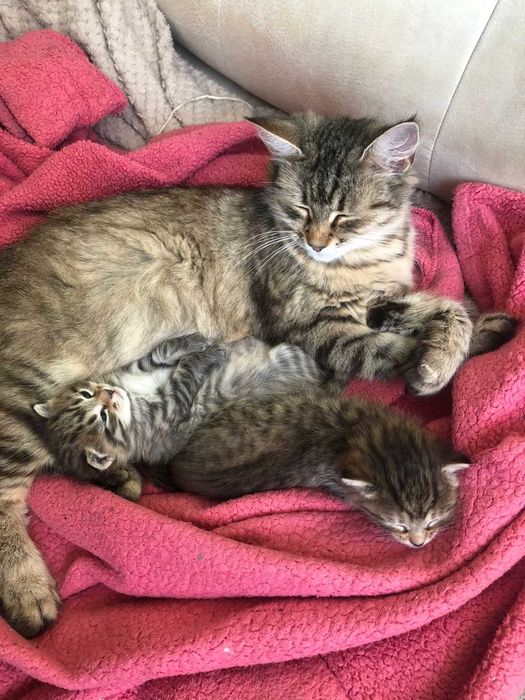 Котики мейн кун Бескоштовно Узин мейкун