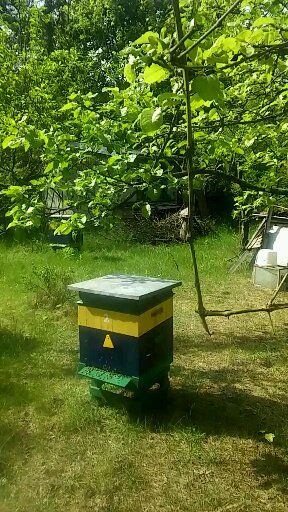 ule wielkopolskie z pszczołami drewniane ocieplane 10 ramkowe.