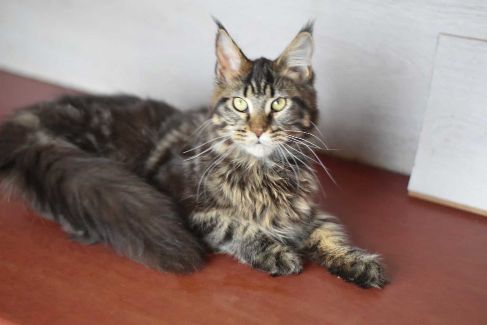 Молодой кот мейн кун