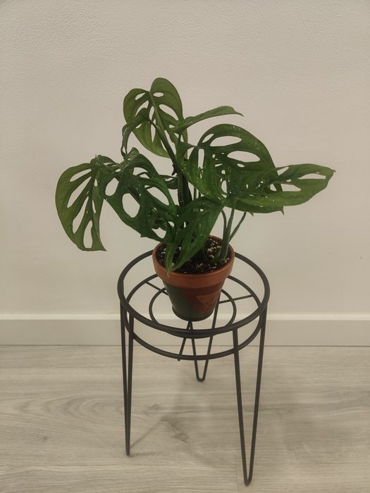 Monstera adonsonii // planta interior