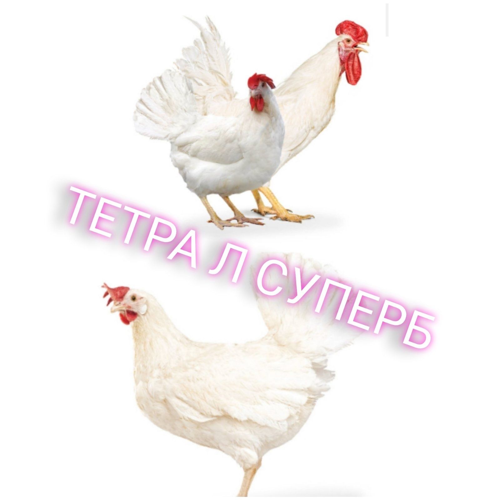 Опт інкубаційне яйце несушка, м'ясо-яїчні, відправка по Україні