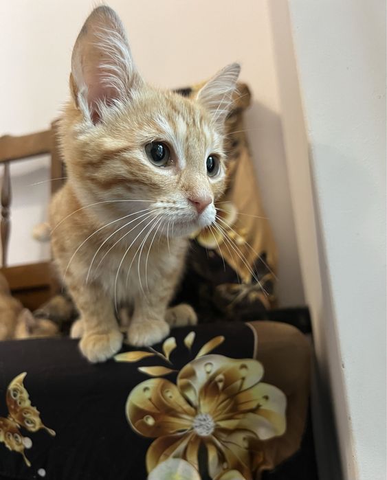 Małe kotki do adopcji