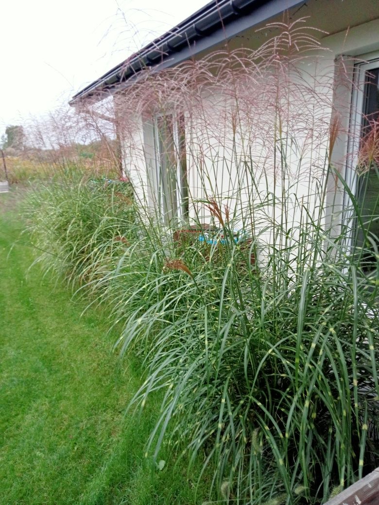 Sprzedam trawy miskant chiński Memory