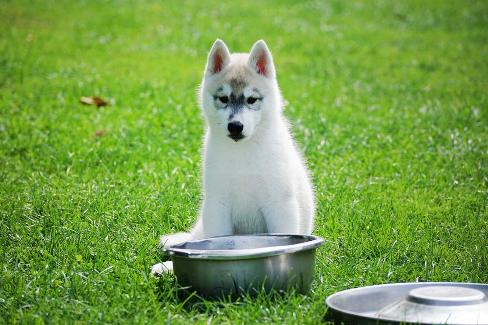 Szczenięta piesek husky z rodowodem ZKwP / FCI
