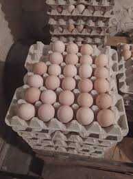 KURY KURKI NIOSKI KOKOSZKI kolorowe Rosa Dominant Leghorn z jajkami.