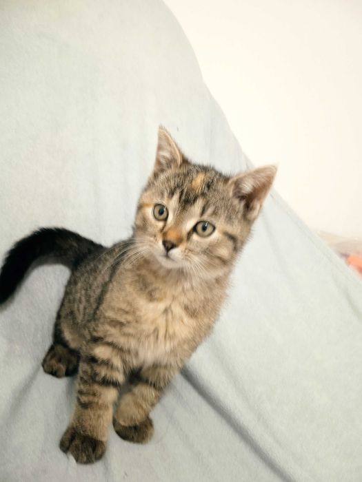 Oddam za darmo kotkę i kocurka