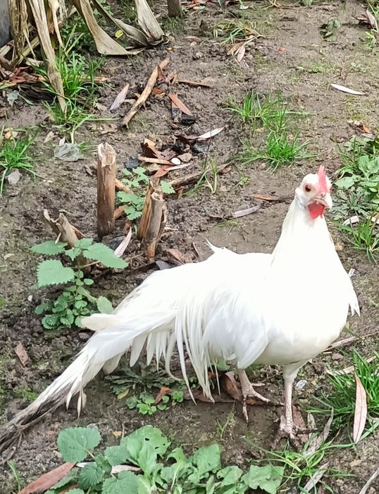 Onagadori Młode 25r.