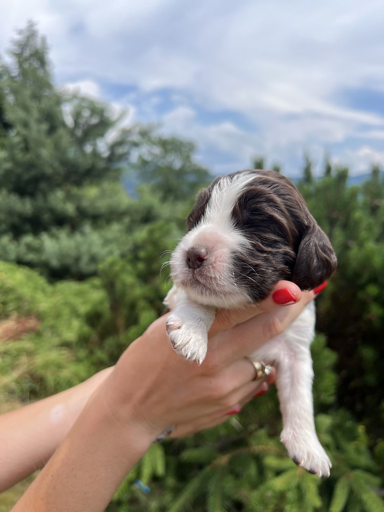 Springer spaniel angielski - piesek ZKwP