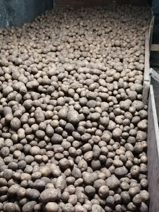 Ziemniaki jadalne Bryza