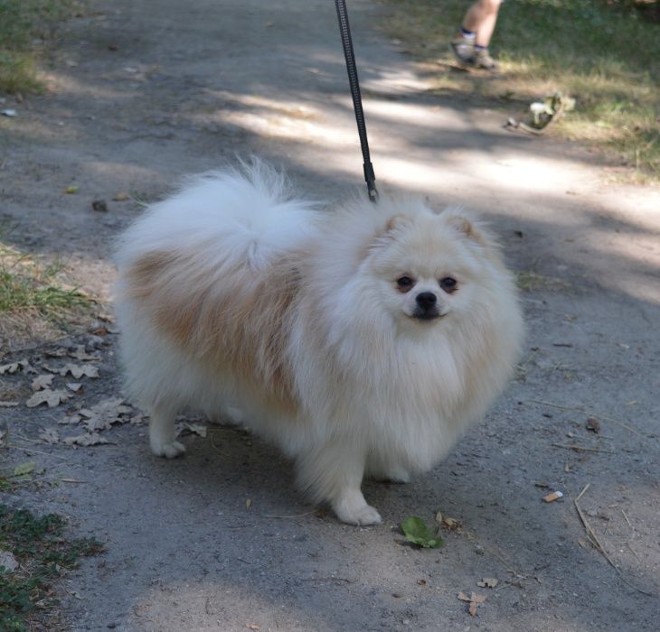 Шикарный кобель шпица для вязки!