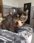 Koteczka szylkretka do adopcji