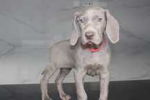 Weimaraner da Casa GreyCards