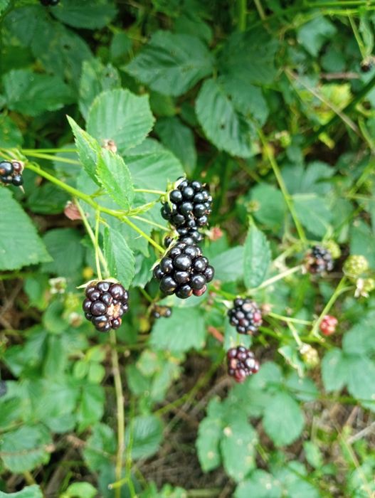 Походи в гори по ягоди-гриби з Івано-Франківська